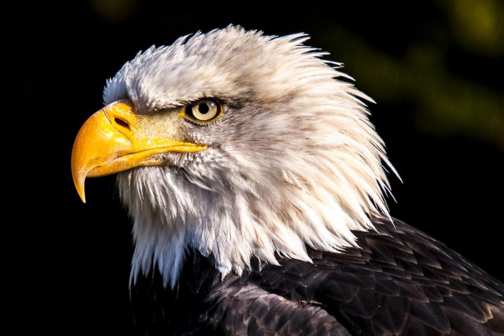 White Eagle White Eagle
