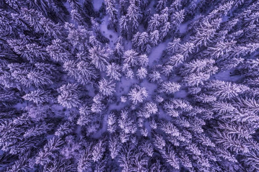 Winter Forest Winter Forest