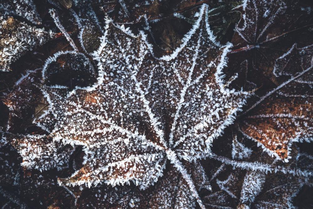 Winter Leaf Winter Leaf