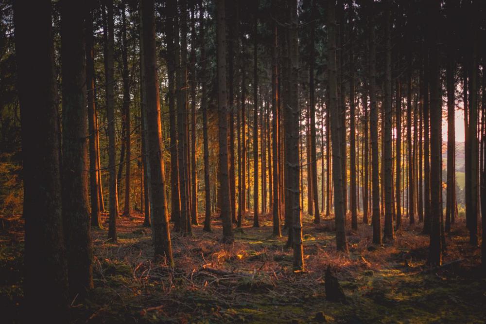 Woodland Trees Woodland Trees