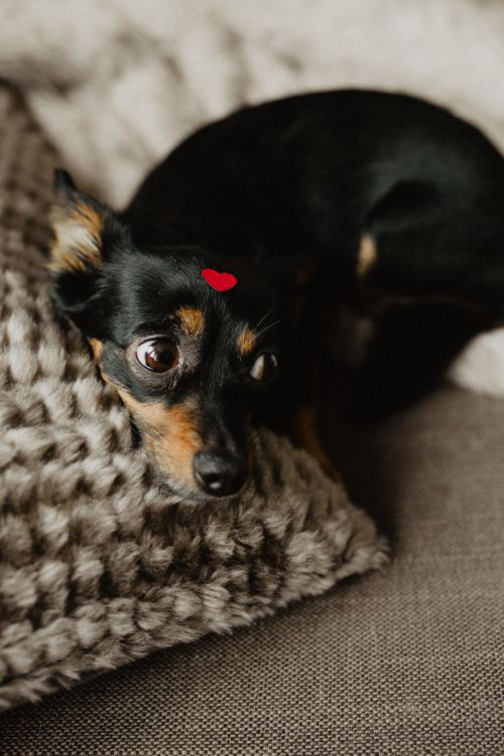 A dog with heart on head A dog with heart on head