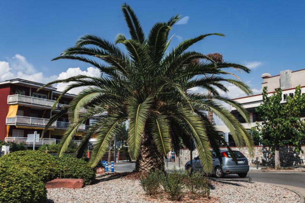 Palm trees in Spain Palm trees in Spain