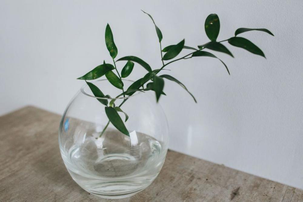 Home decor with green plants Home decor with green plants