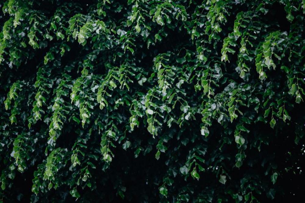 Municipal greenery Municipal greenery