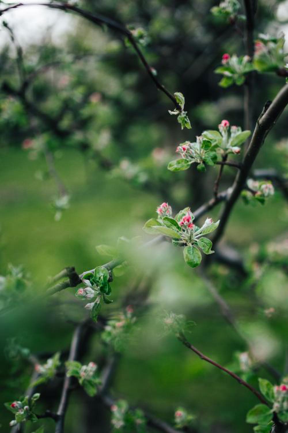 Close-ups of leaves, flowers and fruit on trees, part 1 Close-ups of leaves, flowers and fruit on trees, part 1