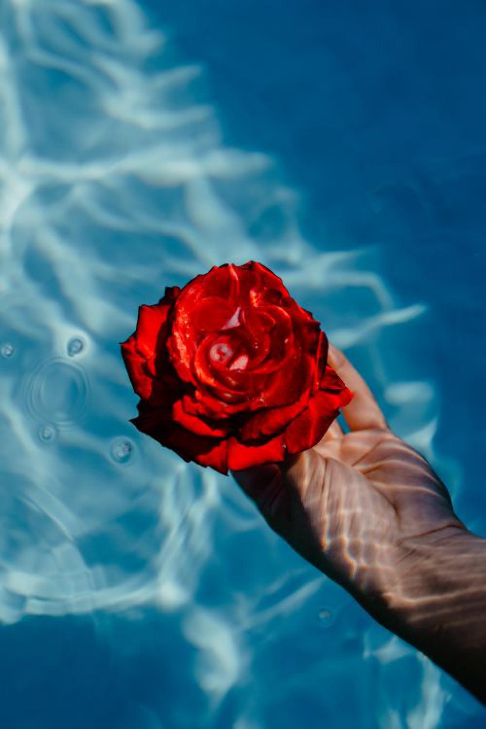 Fresh garden rose on the blue water of a swimming pool on a warm summer day Fresh garden rose on the blue water of a swimming pool on a warm summer day