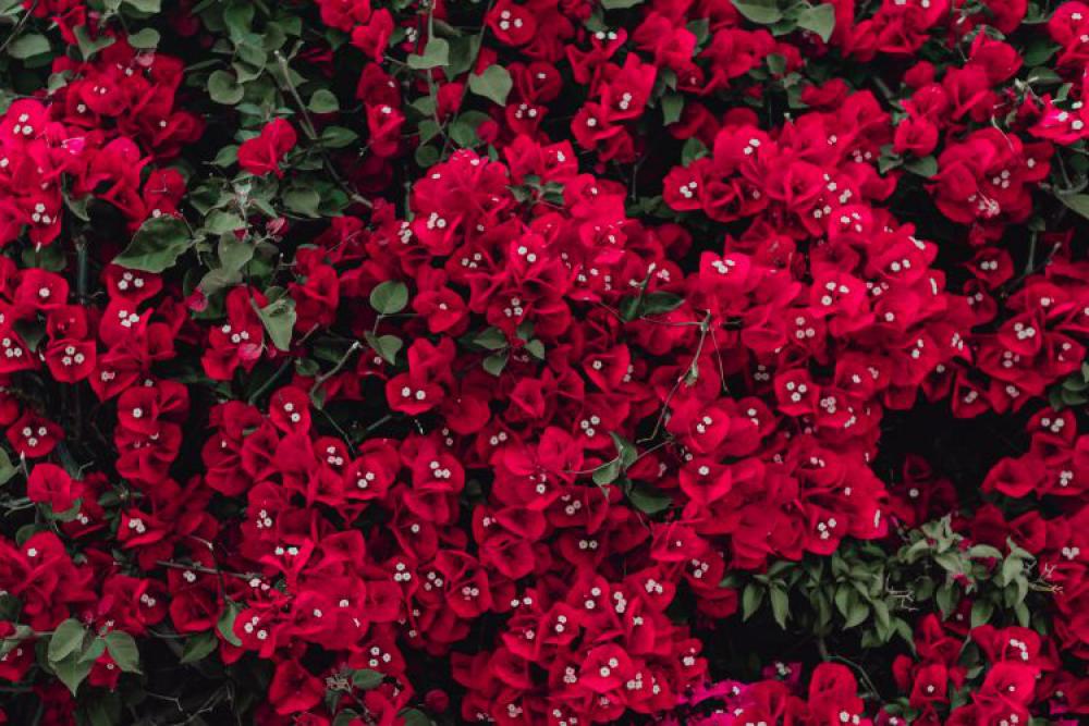 Red flowers of bougainvillea tree, Portugal Red flowers of bougainvillea tree, Portugal