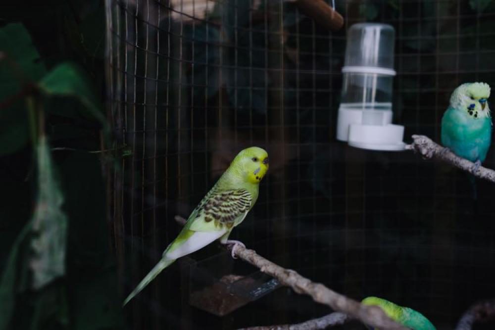 Cute colorful budgies in cage Cute colorful budgies in cage