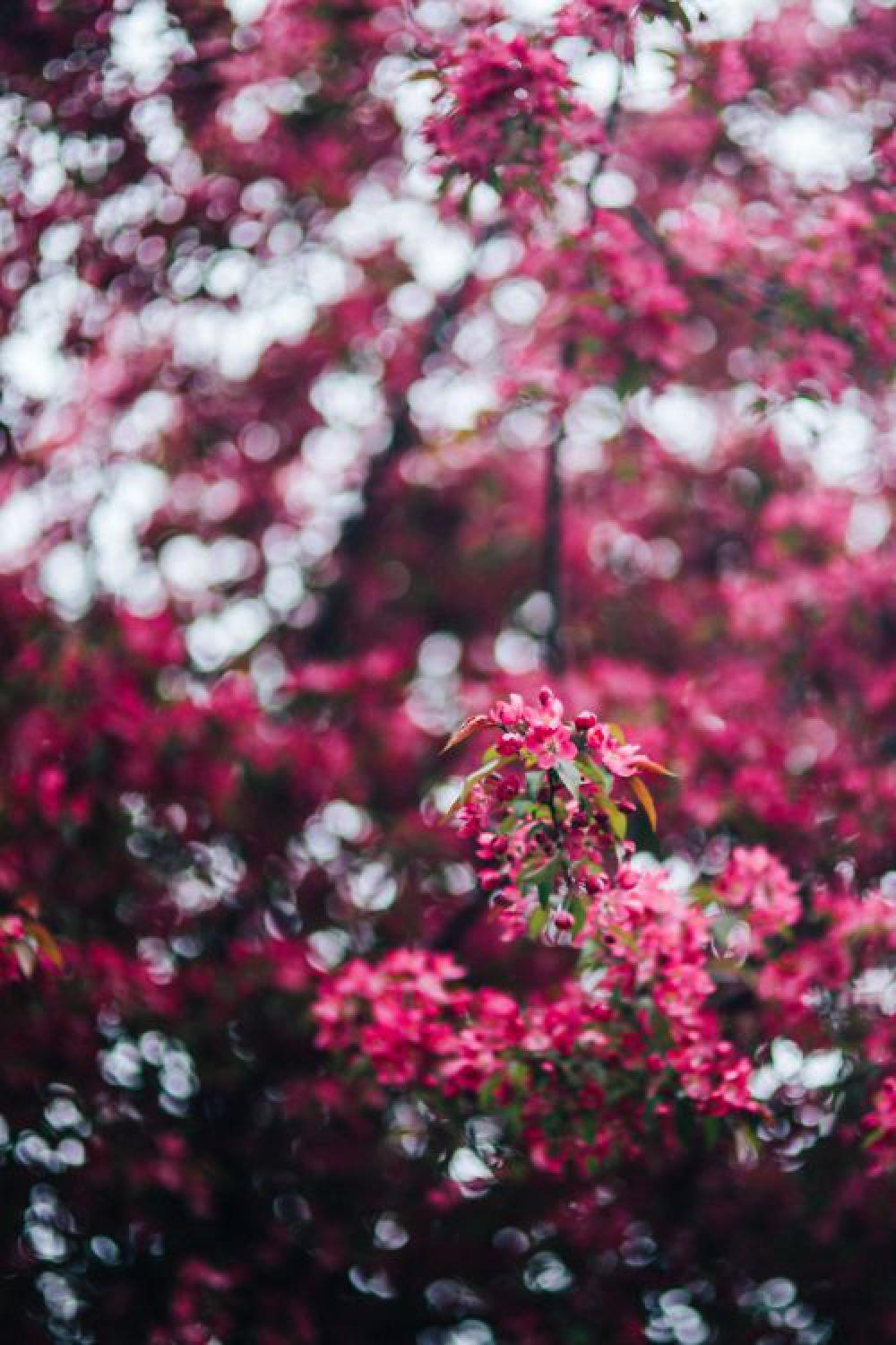 Lovely pink flowers blooming from the tree branches Lovely pink flowers blooming from the tree branches