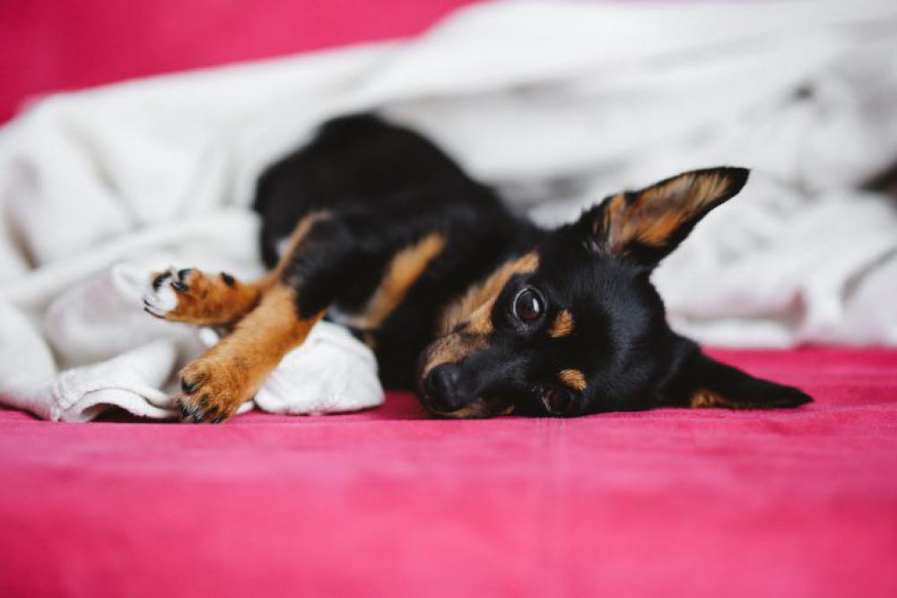 A cute puppy in a pink bed A cute puppy in a pink bed