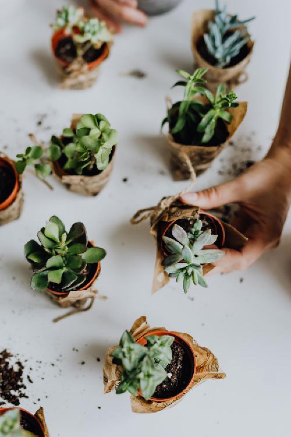 Replanting House Plants Replanting House Plants