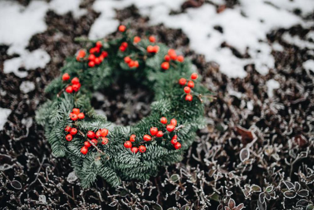 A Very Merry Fresh Holly Wreath for Christmas A Very Merry Fresh Holly Wreath for Christmas
