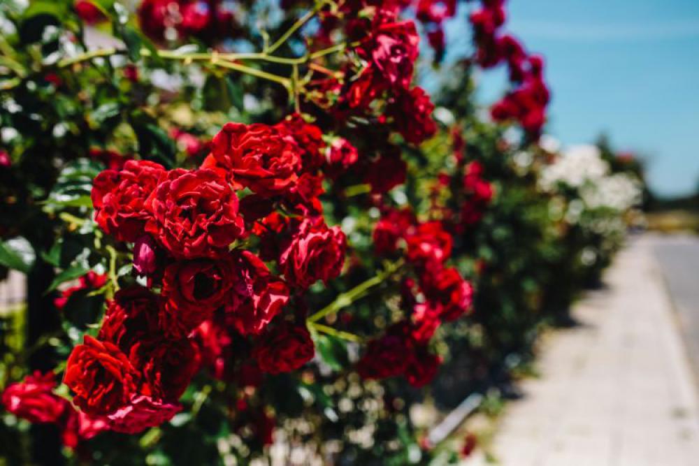 Roses of Bulgaria Roses of Bulgaria
