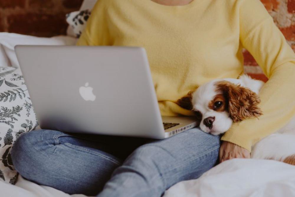 A woman in a yellow sweater with a sweet dog uses a laptop A woman in a yellow sweater with a sweet dog uses a laptop