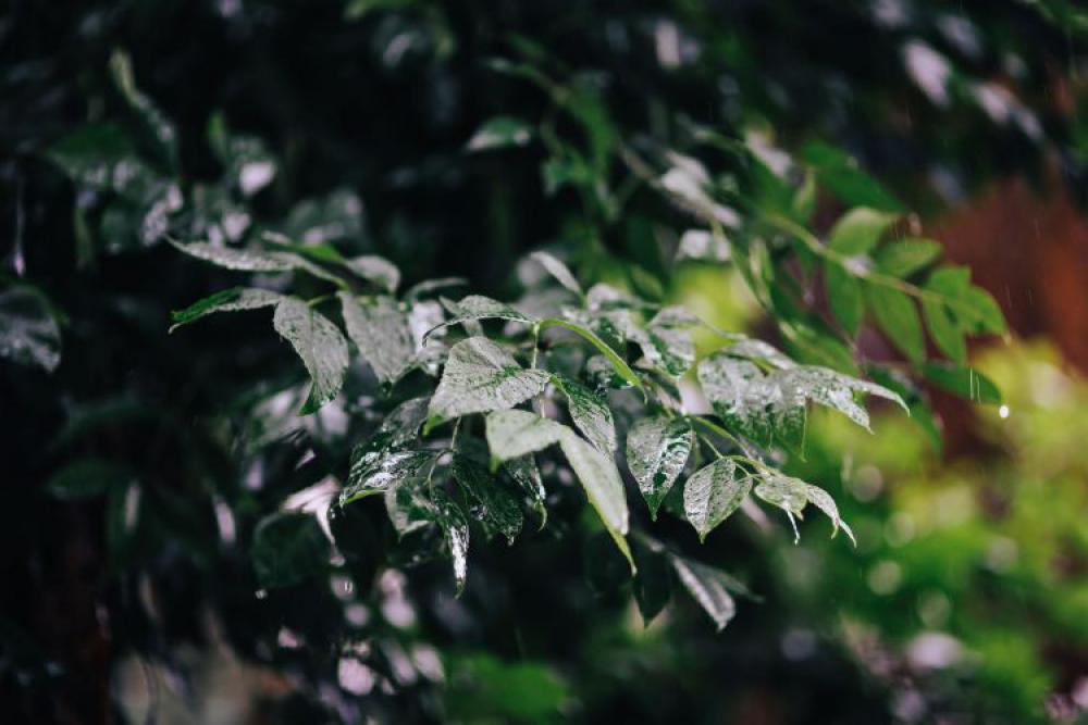 Wet spring garden Wet spring garden