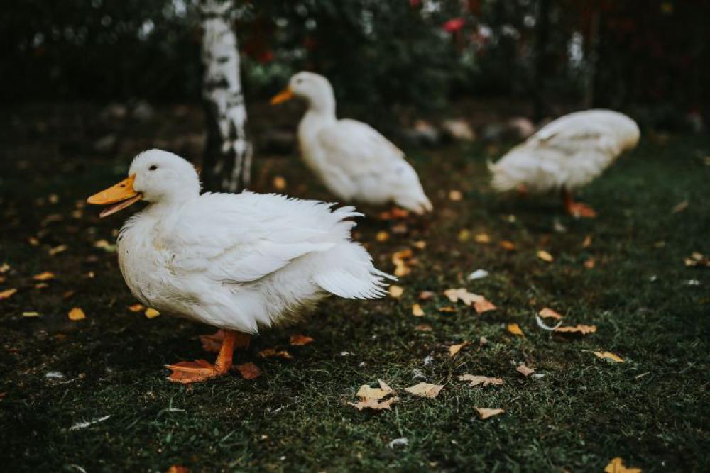 White ducks on the grass White ducks on the grass