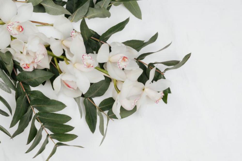 White Cymbidium Orchid flower with eucalyptus on marble White Cymbidium Orchid flower with eucalyptus on marble