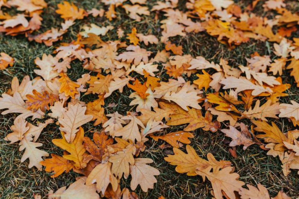 Autumn walk with dogs Autumn walk with dogs