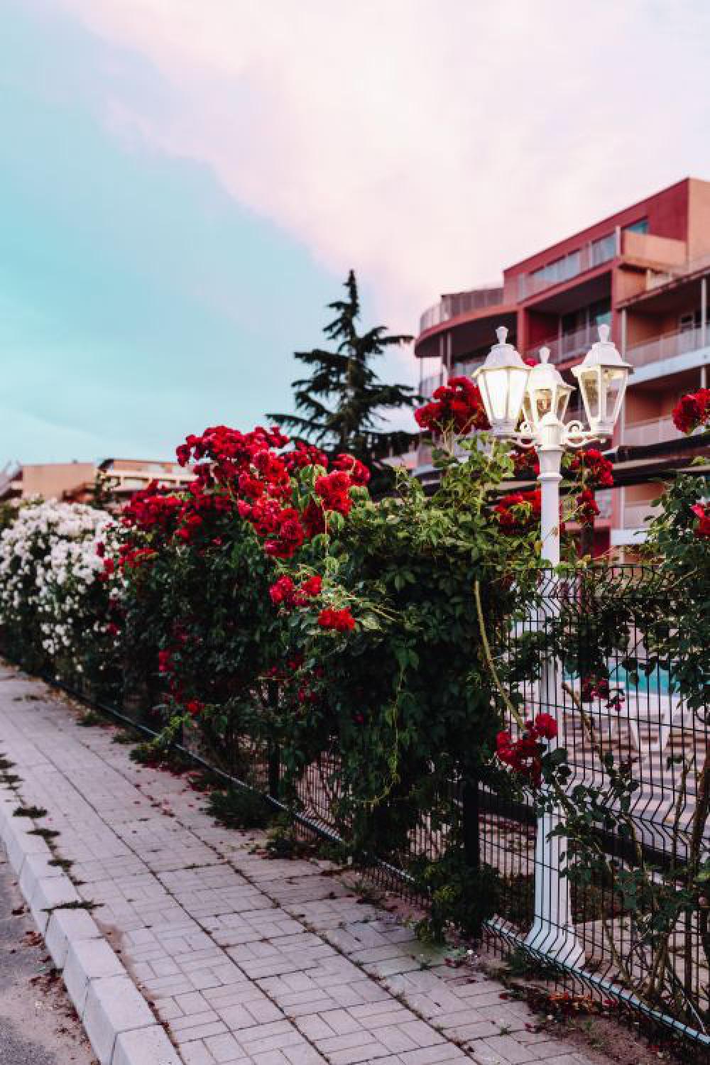 Roses of Bulgaria Roses of Bulgaria