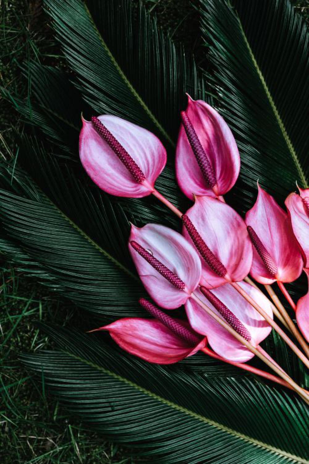 Colorful Exotic Flowers and Greenery Colorful Exotic Flowers and Greenery