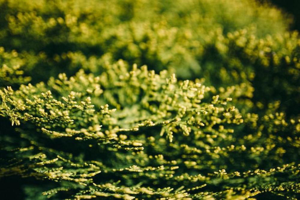 Closeup view of nature Closeup view of nature