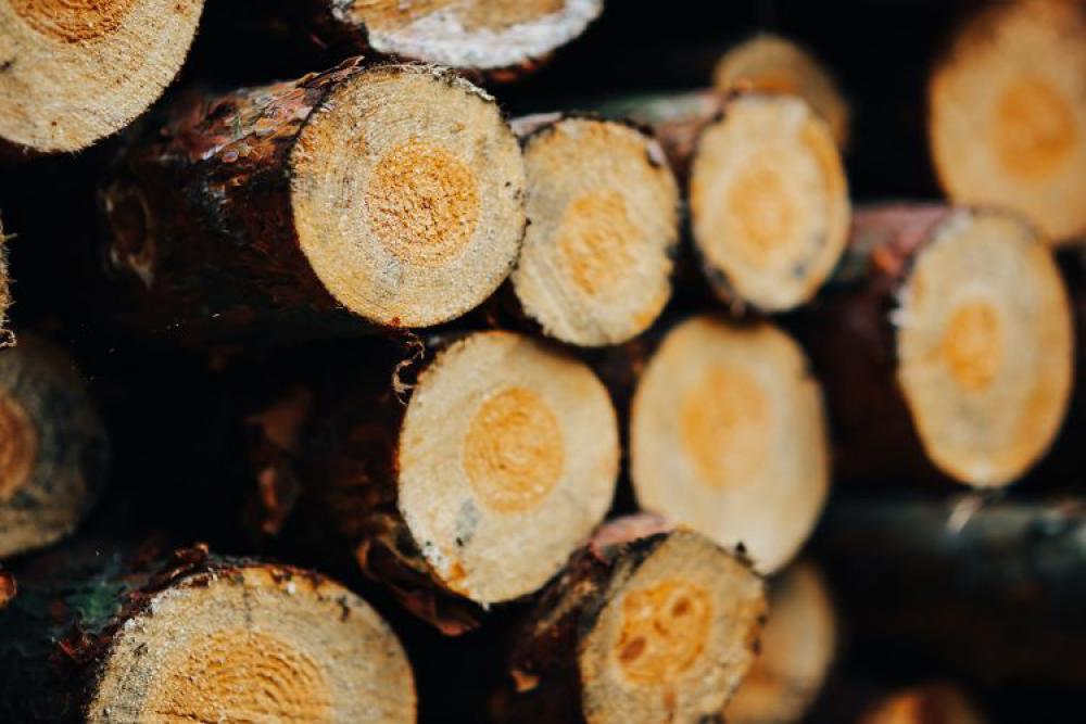 Wood trunks Wall Wood trunks Wall