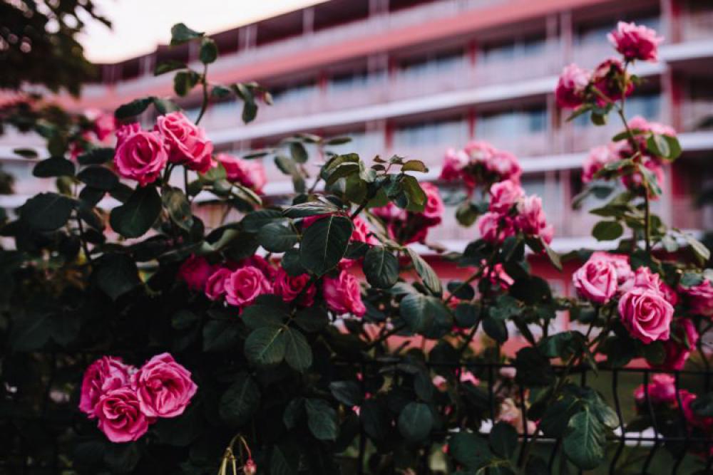 Roses of Bulgaria Roses of Bulgaria
