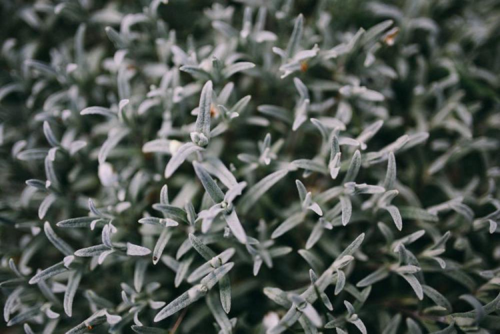 Closeup view of nature Closeup view of nature