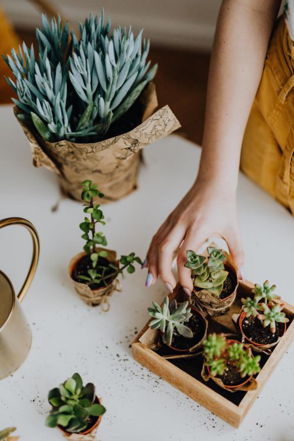 Replanting House Plants Replanting House Plants