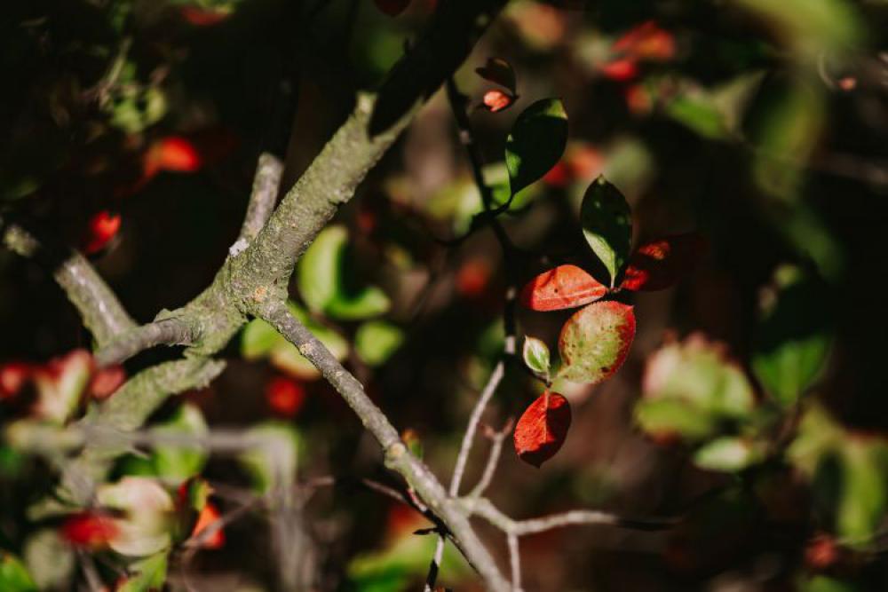 Close-ups of leaves, flowers and fruit on trees, part 2 Close-ups of leaves, flowers and fruit on trees, part 2