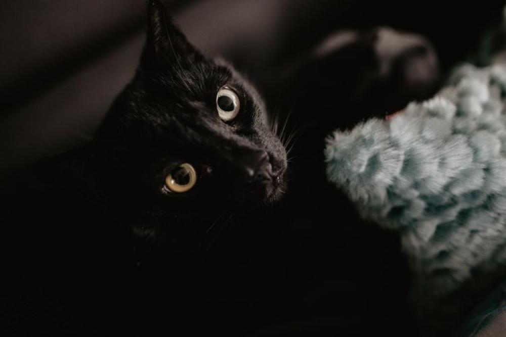 Black cat Black cat