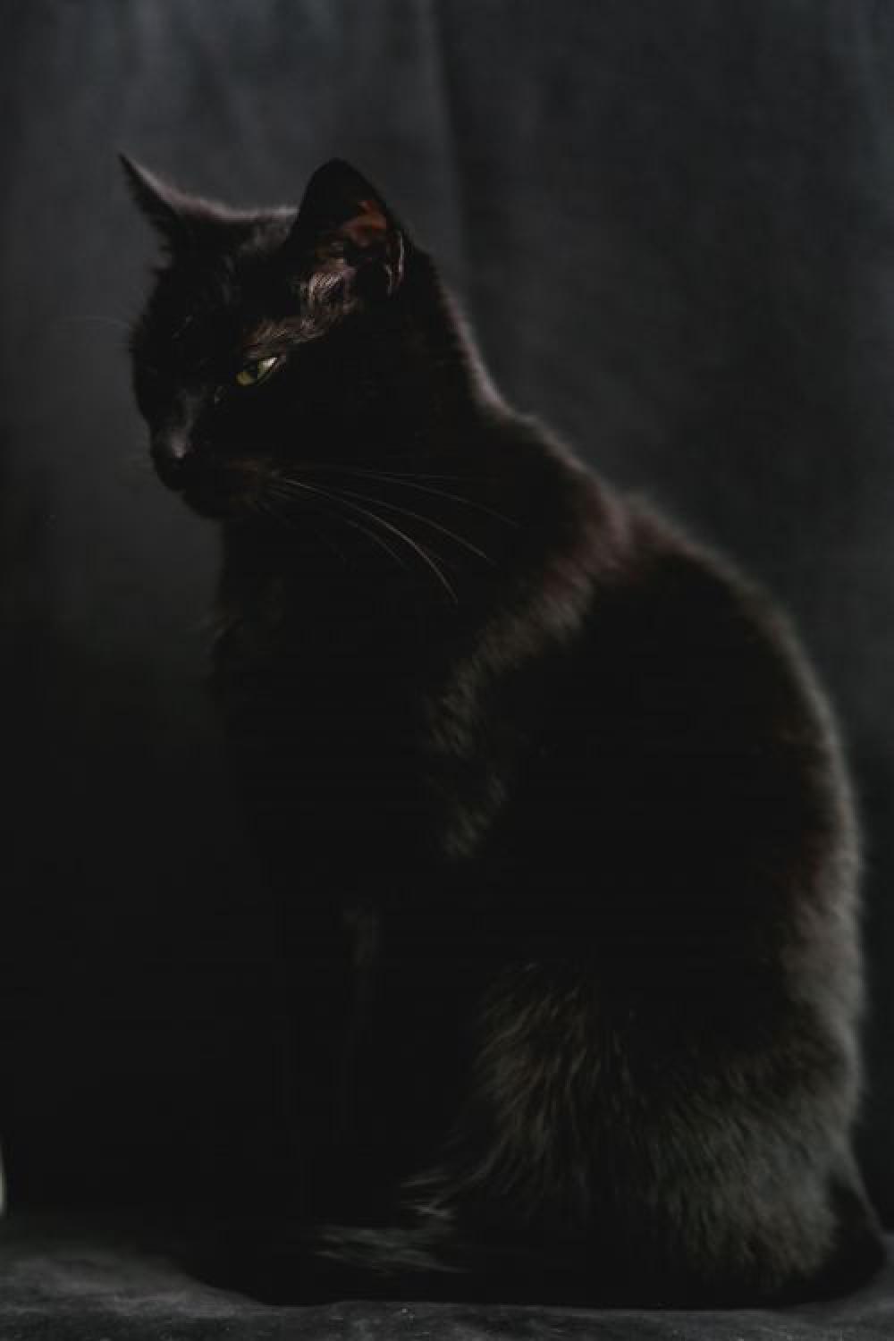 Portrait of black cat Portrait of black cat