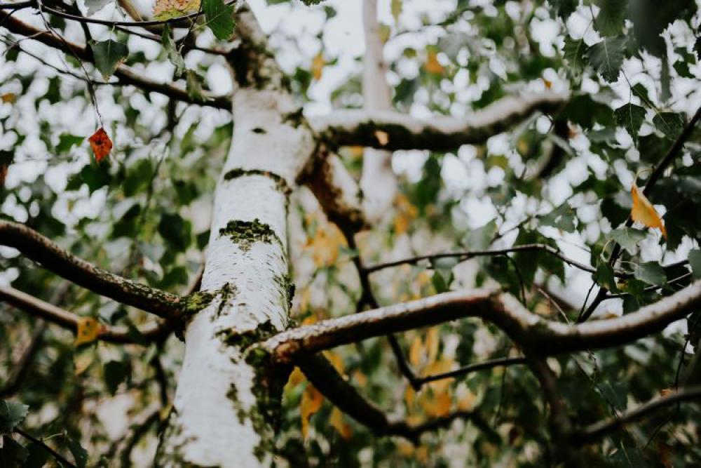 Birch tree trunk Birch tree trunk