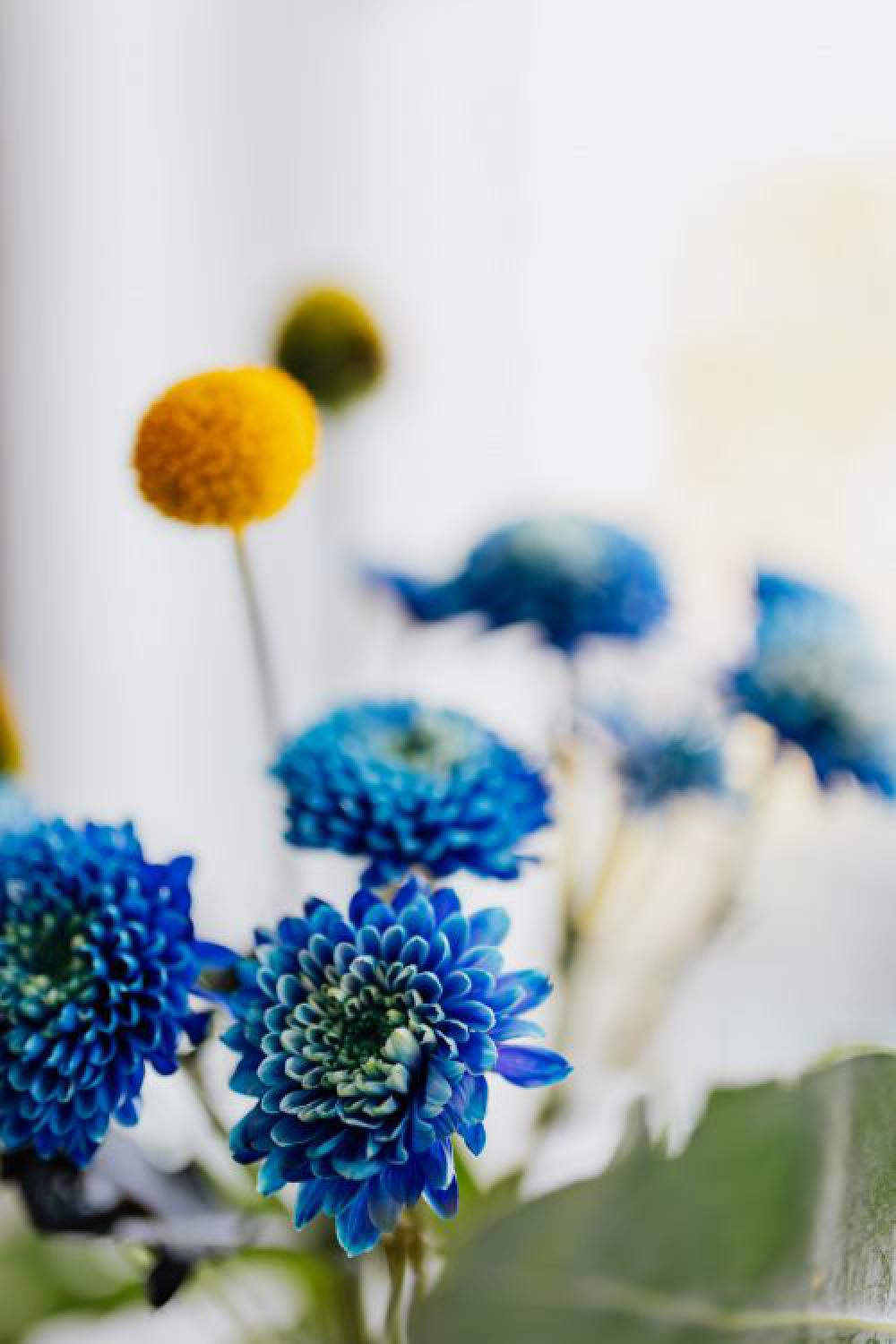 Blue Chrysanthemum morifolium, pink carnation, craspedia globosa, Echinacea, Phlebodium Blue Chrysanthemum morifolium, pink carnation, craspedia globosa, Echinacea, Phlebodium