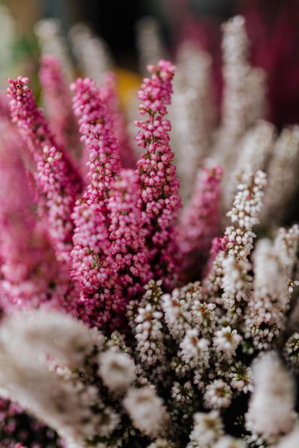 Erica - common names heath and heather Erica - common names heath and heather