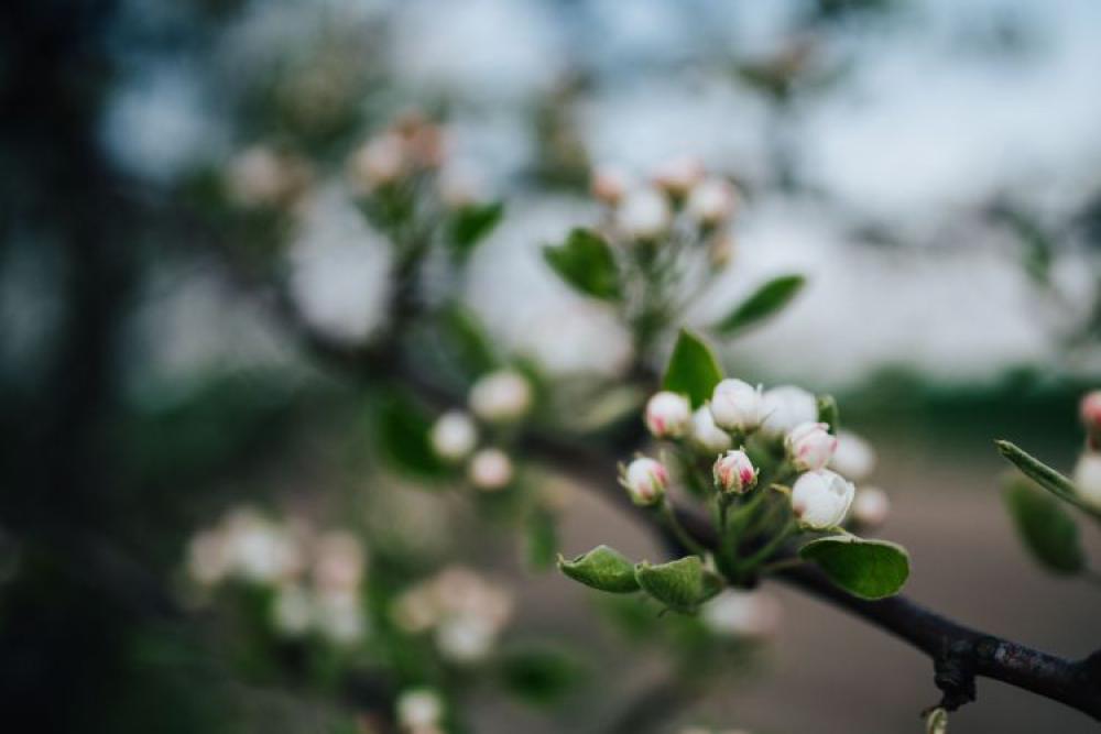 Close-ups of leaves, flowers and fruit on trees, part 1 Close-ups of leaves, flowers and fruit on trees, part 1