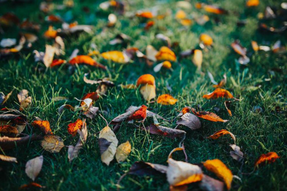 Dog in an autumn garden Dog in an autumn garden