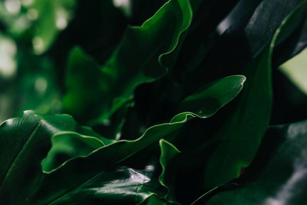 Close-ups of green plant leaves Close-ups of green plant leaves