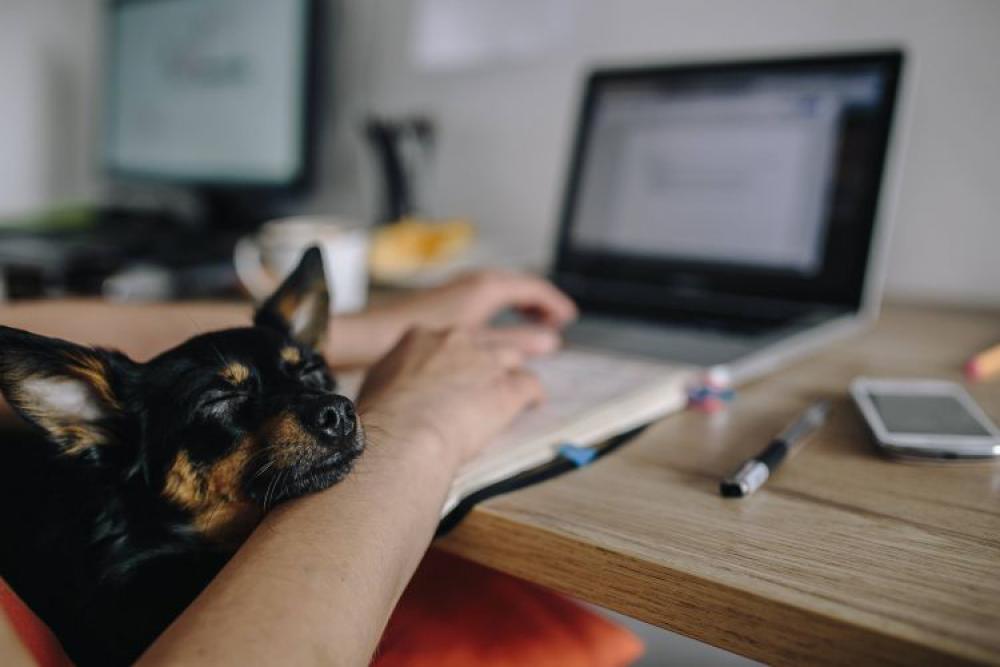 Woman working on her laptop with her dog Woman working on her laptop with her dog