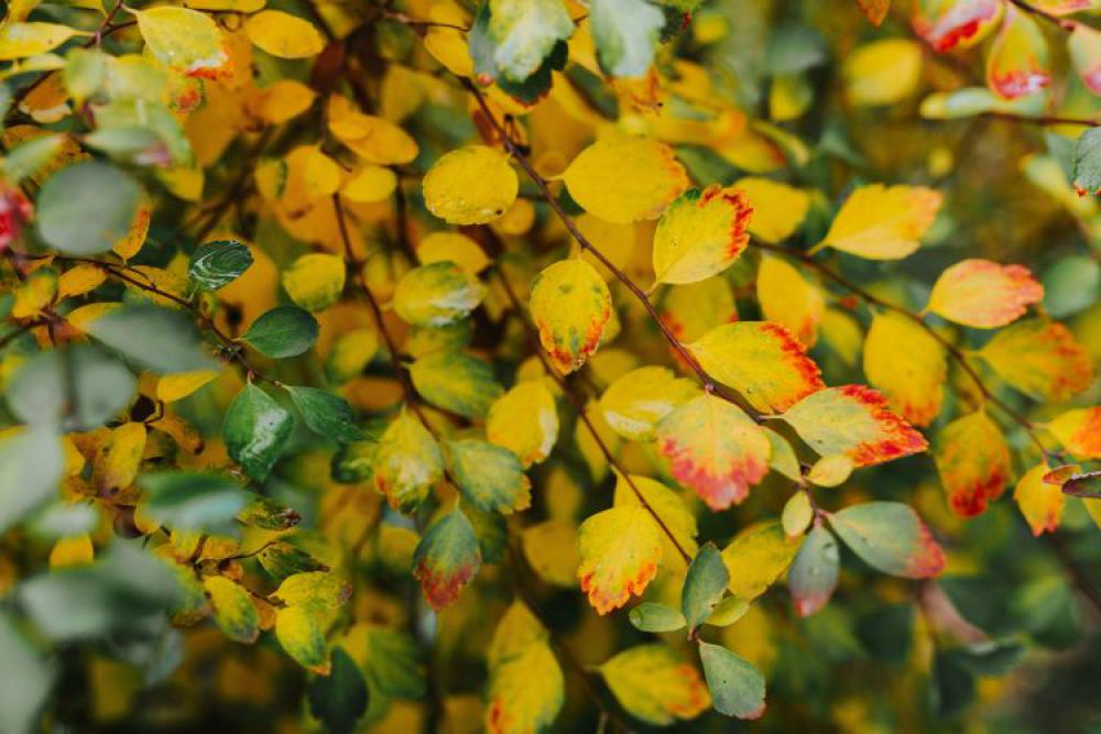 Yellow leaves Yellow leaves