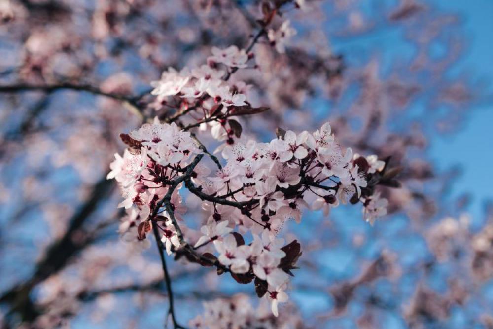 Pink spring flowers Pink spring flowers