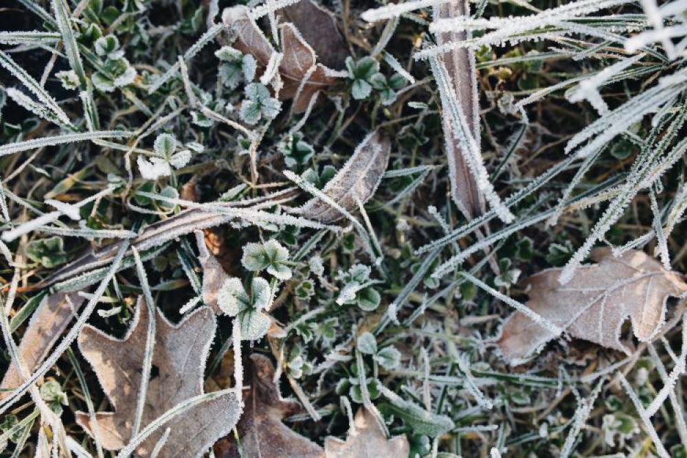 Frost covered grass in the morning Frost covered grass in the morning