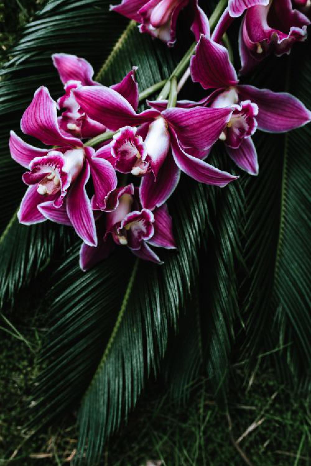 Tropical arrangement with dendrobium and sago palm Tropical arrangement with dendrobium and sago palm