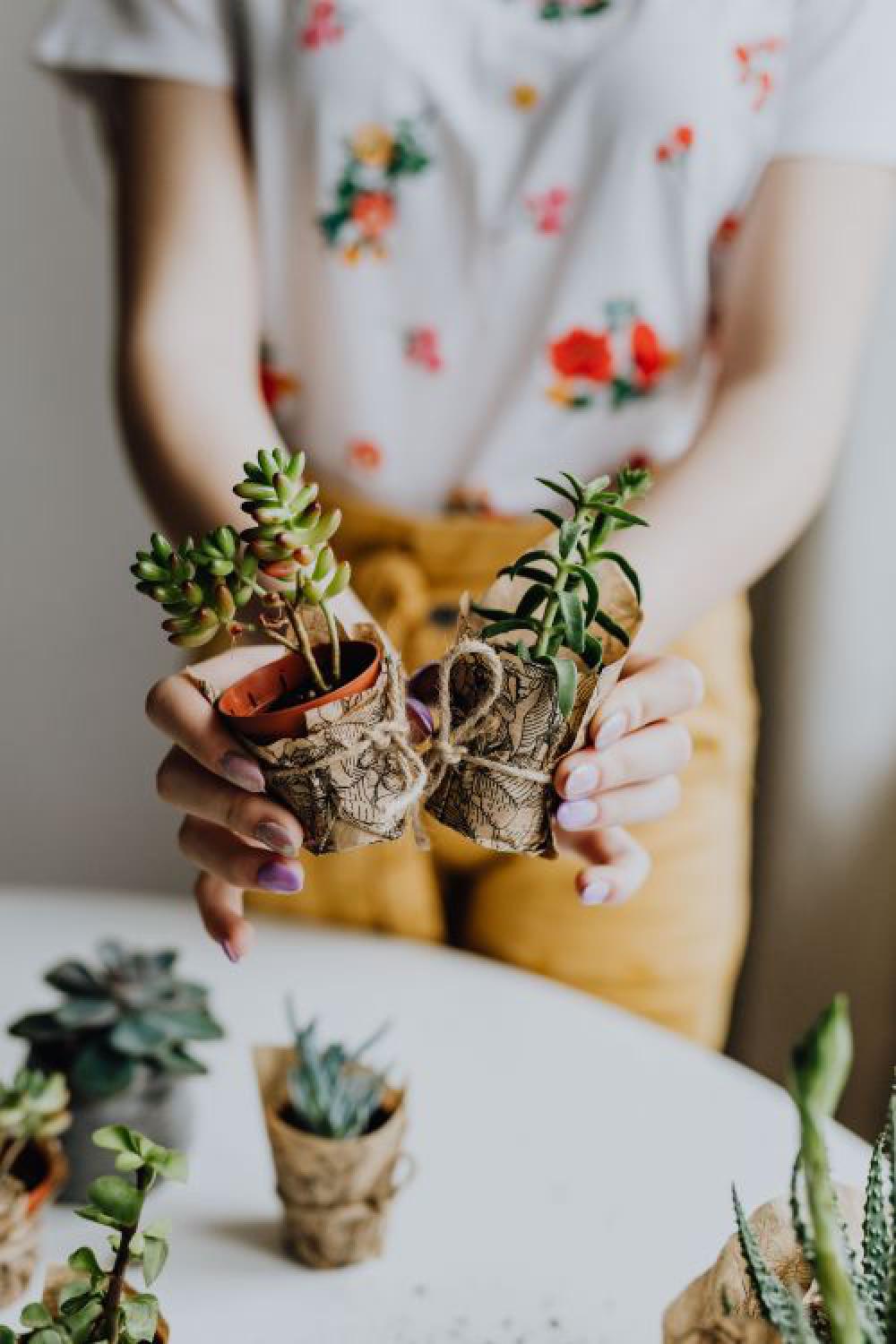 Replanting House Plants Replanting House Plants