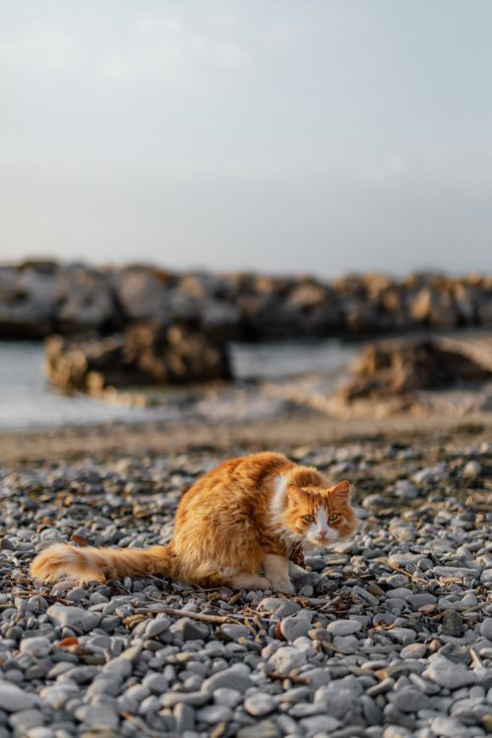 Cats from Sorrento, Italy Cats from Sorrento, Italy