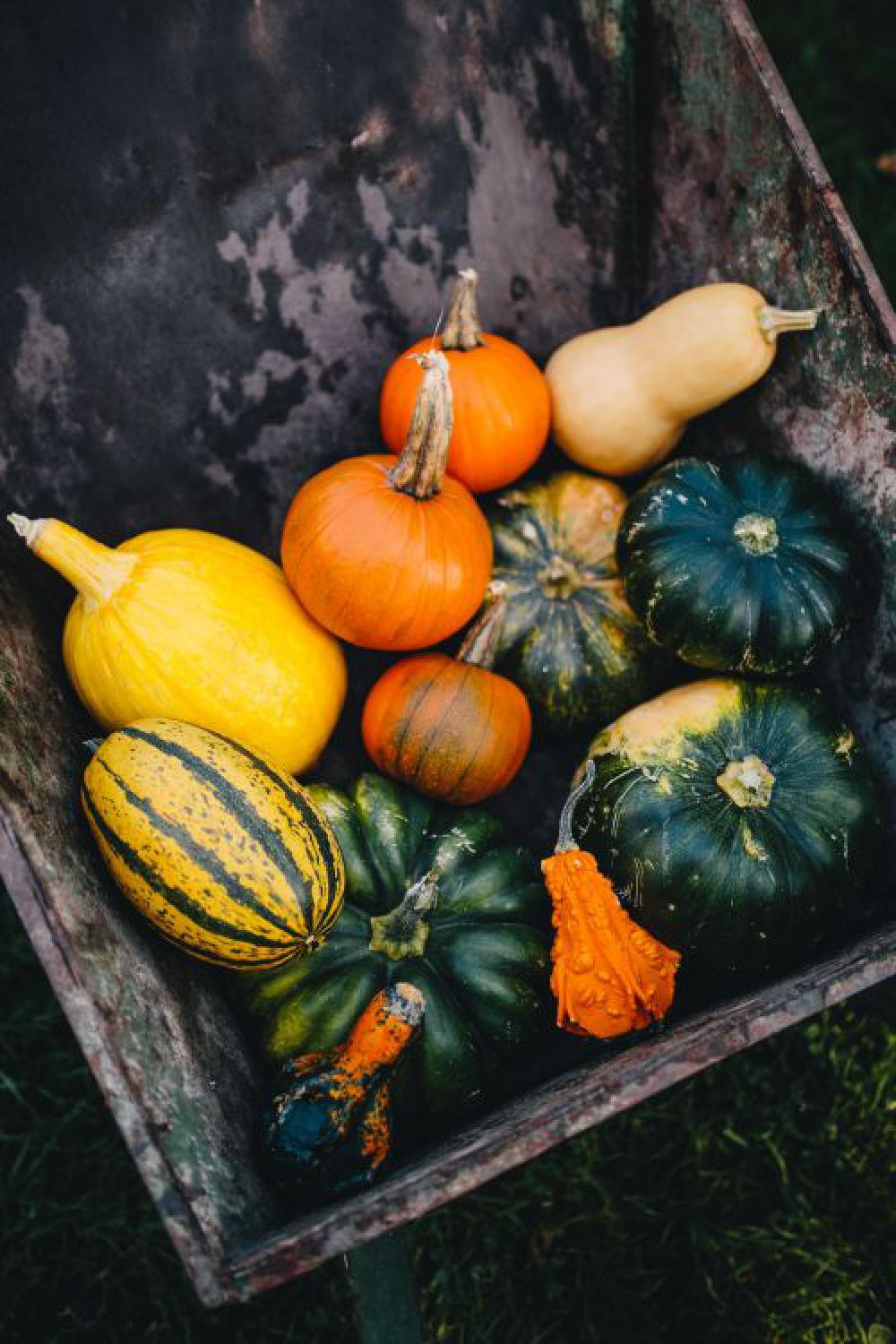 Variety of Pumpkins Variety of Pumpkins