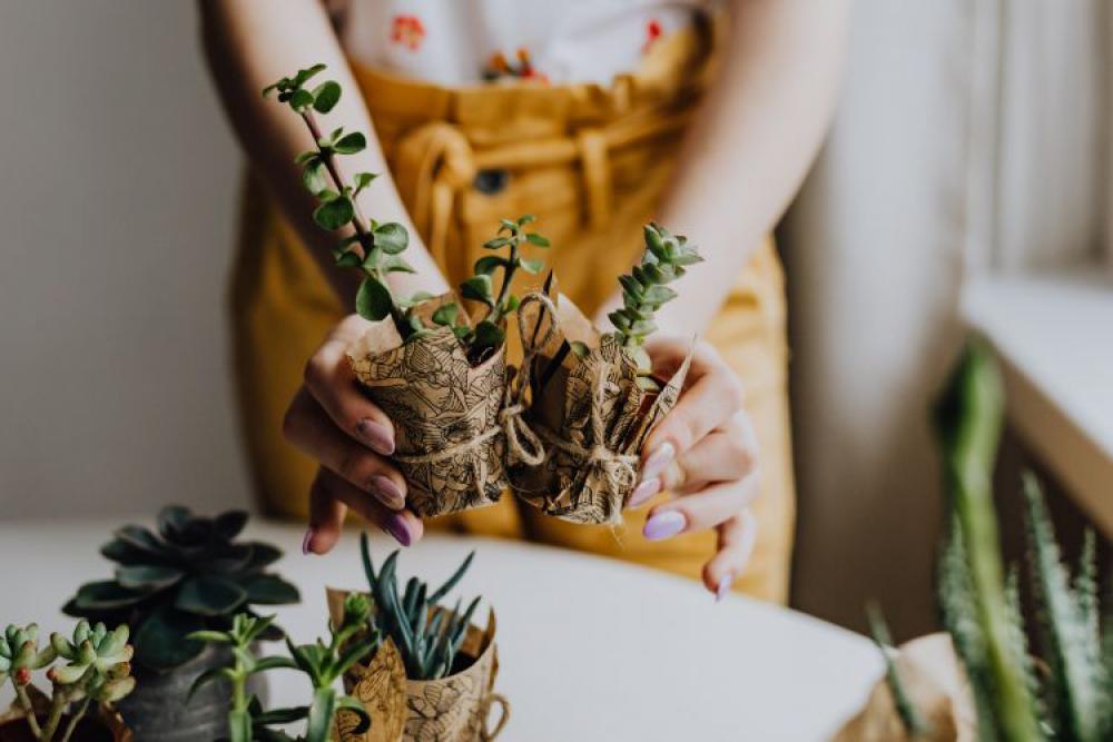 Replanting House Plants Replanting House Plants