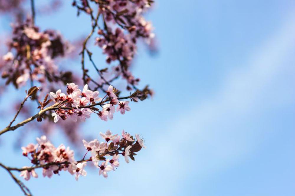 Pink spring flowers Pink spring flowers