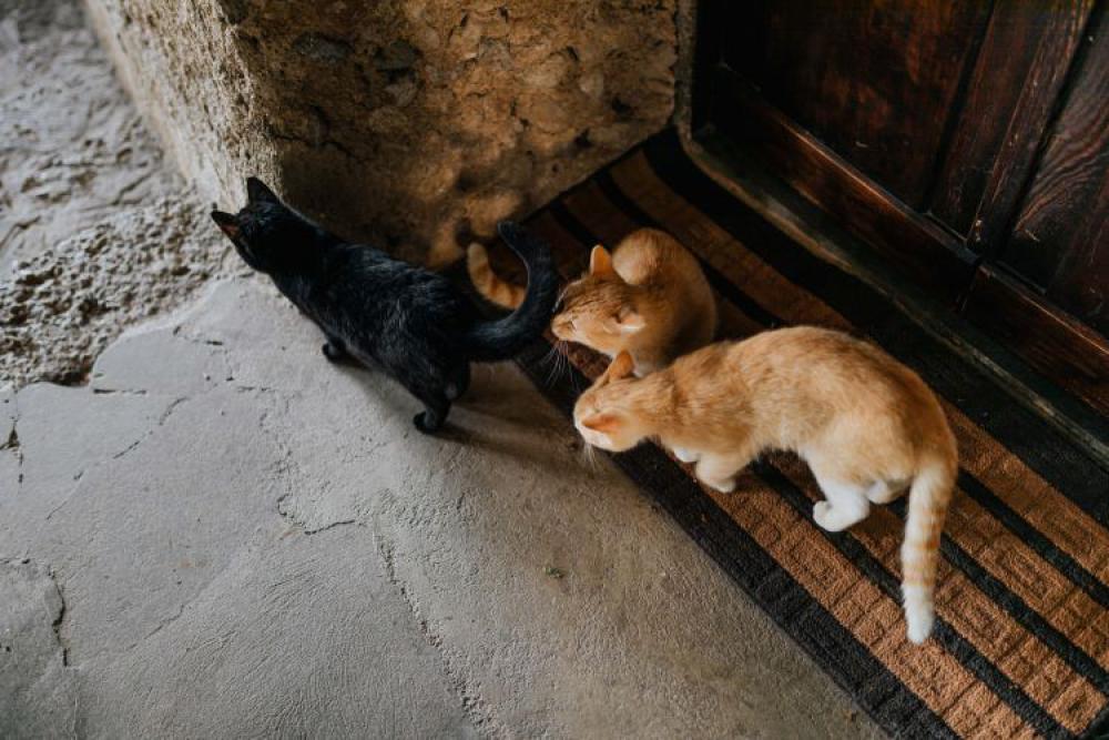 Cats from Sorrento, Italy Cats from Sorrento, Italy