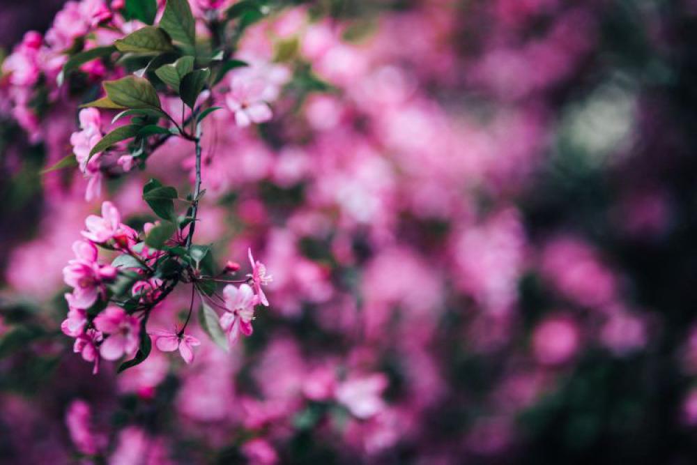 Lovely pink flowers blooming from the tree branches Lovely pink flowers blooming from the tree branches